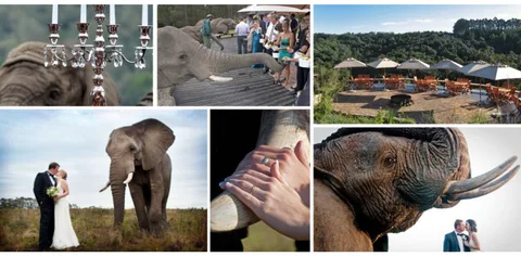 Knysna Elephant Park