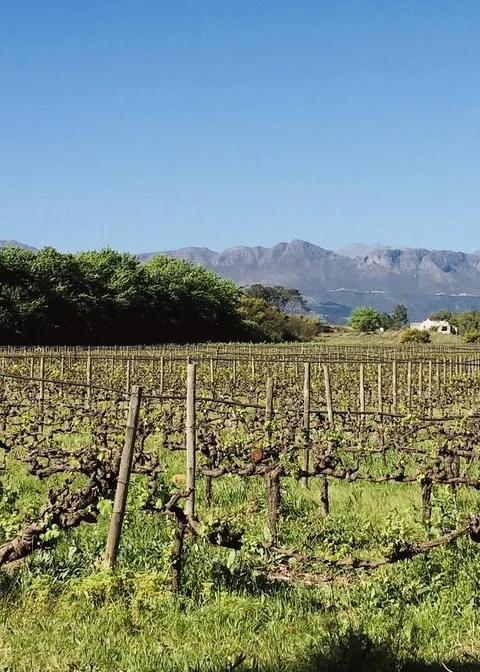 Klein Parys Vineyards