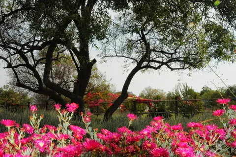 Shabelo Estate
