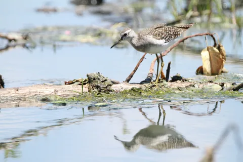 Polokwane Bird Sanctuary